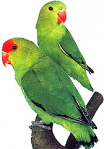 Agapornis Etiópsky 1