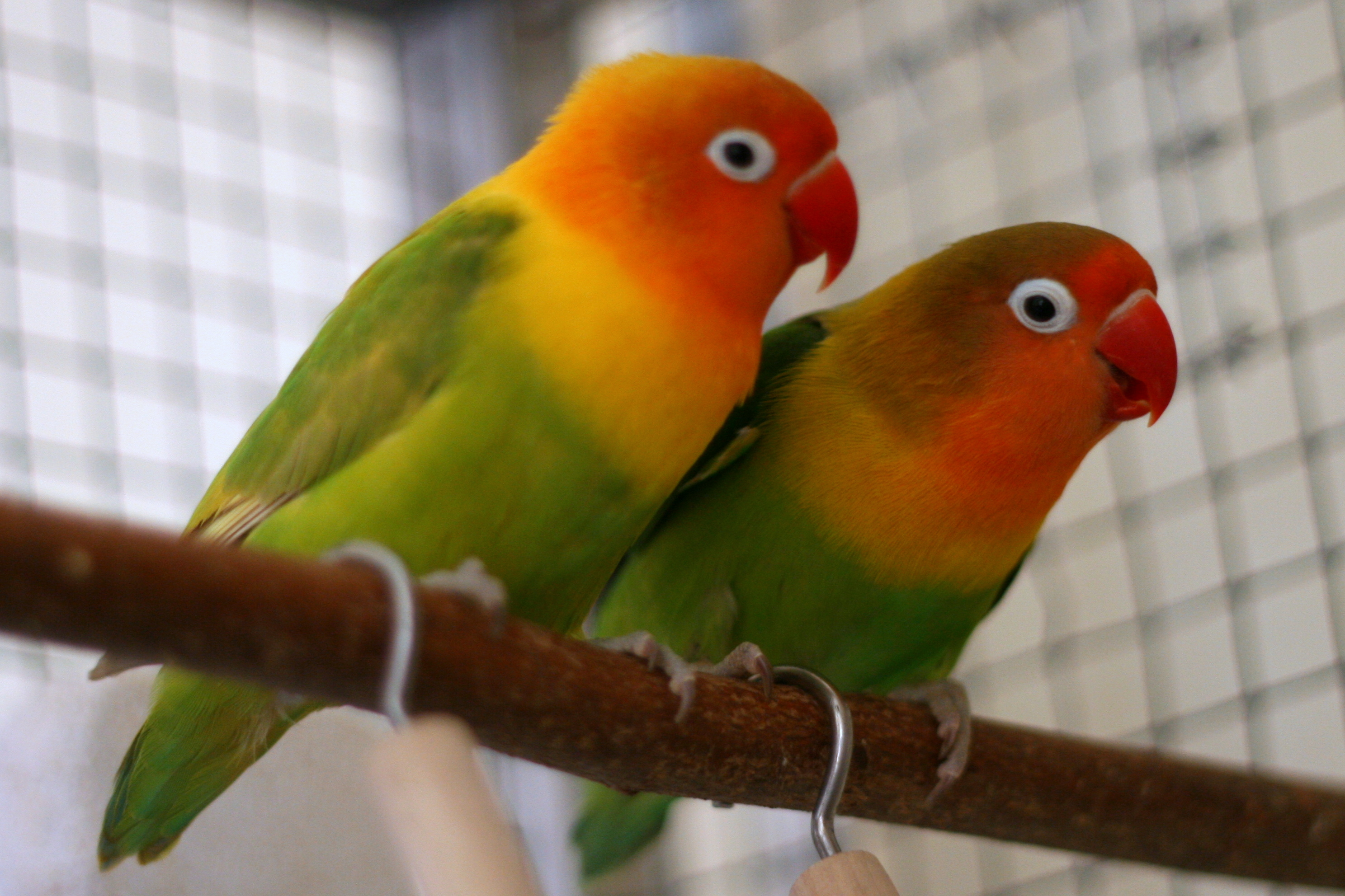Agapornis_fischeri_couple