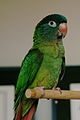 80px-GnocchiPortrait_-_01