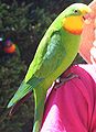 87px-Superb_parrot_email