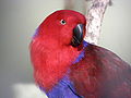 120px-Eclectus_Parrot