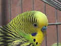 120px-Periquito_australiano