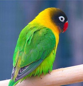 265px-masked_lovebird_-agapornis_personata-_-auckland_zoo.jpg